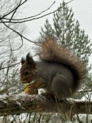     -     ,   -            86 - 🍃🦖